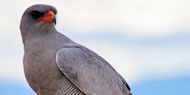 bird2