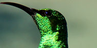 bird3