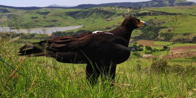 eagleLarge