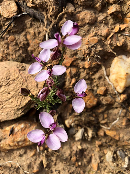 flower 2